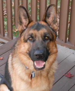 Pure Bred German Shepherd Amherst MA